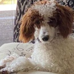 Poodles from Bordertown Poodle and Rescue
