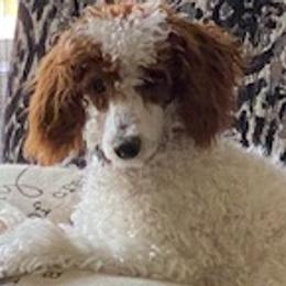 Poodles from Bordertown Poodle and Rescue
