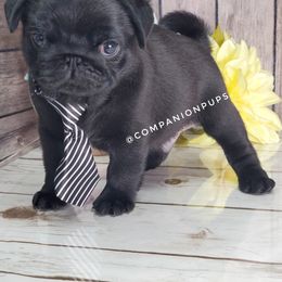 Pug Puppies from Companion Pups