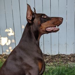 Saxbell's Calypso - Doberman Pinscher