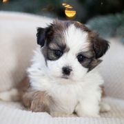Maltipoo, Shichon, and Shihpoo Puppies from Timbercreek Puppies