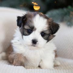 Maltipoo, Shichon, and Shihpoo Puppies from Timbercreek Puppies