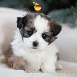 Maltipoo, Shichon, and Shihpoo Puppies from Timbercreek Puppies