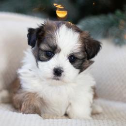 Maltipoo, Shichon, and Shihpoo Puppies from Timbercreek Puppies