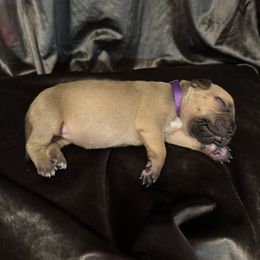 CASHMERE - Fawn sable female American Bully puppy in Texas from TEXAS BULLY FAMILY