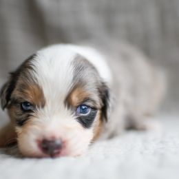 Australian Shepherd Puppies from Sky to Haven Aussies