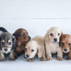 Dachshunds from Happy Little Doxies