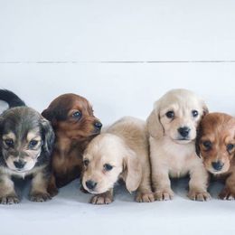 Dachshunds from Happy Little Doxies