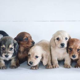 Dachshunds from Happy Little Doxies