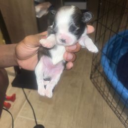 Tiny - Black gold and white male Shih Tzu puppy in Memphis, Tennessee from Lady Class Kennel