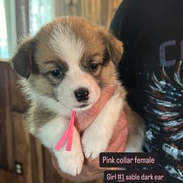Girl 1 - Sable female Pembroke Welsh Corgi puppy in Greenwood, South Carolina from JOY Farms