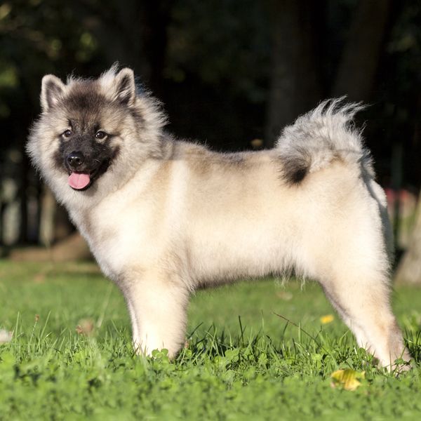 Keeshond