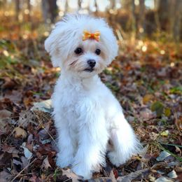 Companion Cross, Havanese, Mal-Shi, Maltese, Maltipoo, Morkie, and Shih Tzu Puppies from Seeking Shalom Acres Maltese, Maltipoos & Havamalts