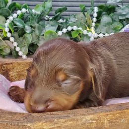 Dachshund Puppies from Heart 2 Heart Puppies