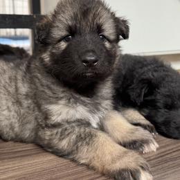 Dice (White collar) - Fawn sable male Shiloh Shepherd puppy in Watchung, New Jersey from Blue Moon Shilohs