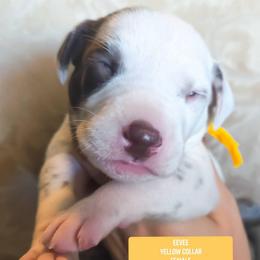 Eevee (Yellow collar) - White and liver brown female Dalmatian puppy in Raymondville, Missouri from Wagner's Dalmatian's