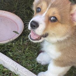 Pembroke Welsh Corgi Puppies from Holly's Pembroke Welsh Corgis