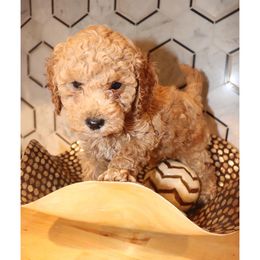 Righteous - Cockapoo puppy in Drexel Hill, Pennsylvania from Paws of Abundance