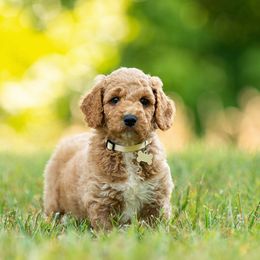 Goldendoodle and Poodle Puppies from Shadow Ridge Doodles