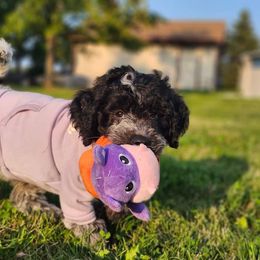 Girl 11 - Parti Goldendoodle puppy in Kenosha, Wisconsin from Madden Golden Doodles