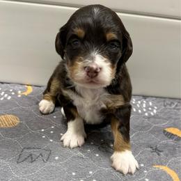 Nashville - Red tri-color male Aussiedoodle puppy in Heber City, Utah from Junipersdoodles