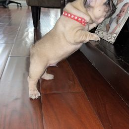 French Bulldog Puppies from Fabi's French Bulldogs