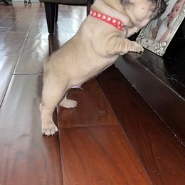 French Bulldog Puppies from Fabi's French Bulldogs