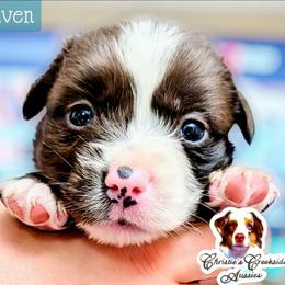 Taven - Blue merle male Miniature Australian Shepherd puppy in Punta Gorda, Florida from Christie's Creekside Aussies