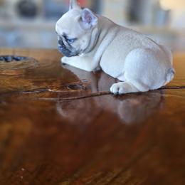 Girl 1 - Fawn female French Bulldog puppy in Crane, Missouri from James River French Bulldogs