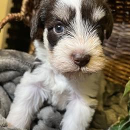 Panda(Pink) - Parti female Miniature Schnauzer puppy in Hemet, California from Feshia's Miniature Schnauzers