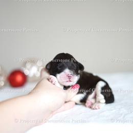 Twinkle - Brown and white female Portuguese Water Dog puppy in Brookville, Ohio from Cornerstones Porties