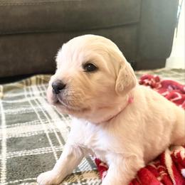 Fiera - Light golden female Golden Retriever puppy in Watkins, Colorado from Brightside Goldens