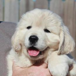 Golden Retriever Puppies from Pushin’ Sand Goldens