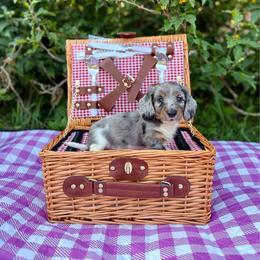 Lychee - Dapple male Dachshund puppy in Westport, Kentucky from Lonestar Creek Farm