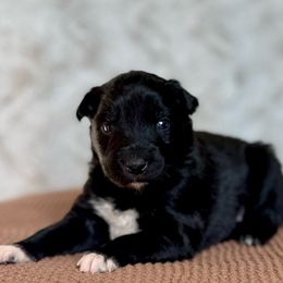 Pumpkin Pie - Black & white female Australian Shepherd puppy in Argyle, Iowa from Country Time Kennels