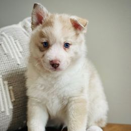 Luke - Merle male Pomsky puppy in Greenville, South Carolina from Thicketty Mountain Pomskies
