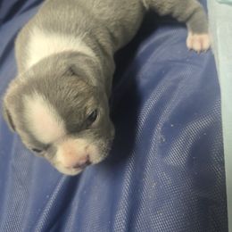 Boston Terrier Puppies from Aronow pups
