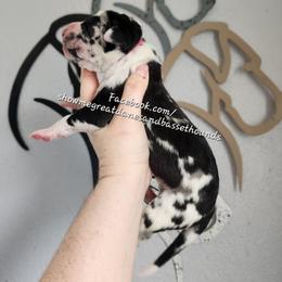 Pink Collar - Harlequin female Great Dane puppy in Alton, Illinois from Show Me Great Danes and Basset Hounds