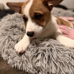 Healing - Fawn female Companion Cross puppy in San Francisco, California from Stonewall Cowboy Corgis