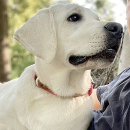 Labrador Retriever All Grown Up from Chateau St. John