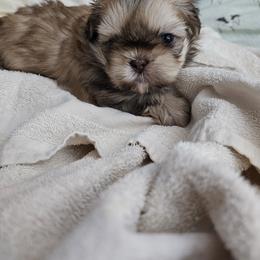 Diggs - Chocolate and tan male Shih Tzu puppy in Kings Mountain, North Carolina from NC Shih Tzus by Tammy