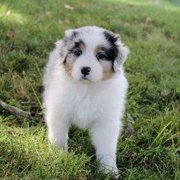 Australian Shepherd Puppies from Tru Blu Aussies