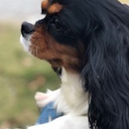 Cavalier King Charles Spaniels from Larry's Cavalier King Charles Spaniels