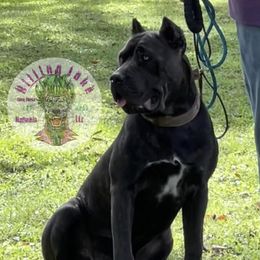 Triss - Cane Corso