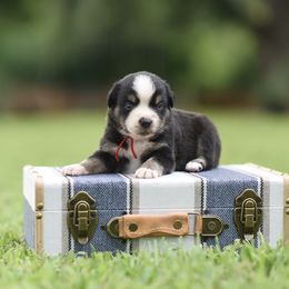 Gunner - Black tri male Miniature Australian Shepherd puppy in White Oak, Texas from Triple Lake Ranch Miniature Australian Shepherds