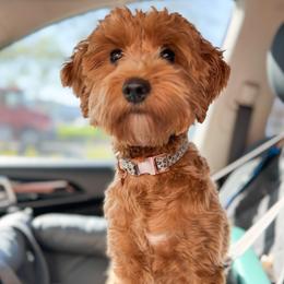 Lucy - Goldendoodle