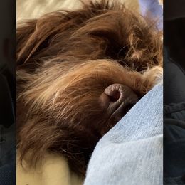 Wirehaired Pointing Griffon All Grown Up from Foggy Gap Griffons