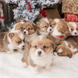 Cardigan Welsh Corgi and Pembroke Welsh Corgi Puppies from Corgi 4 Christ