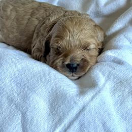 Chestnut (Chet) - Male 2 - Buff male Cockapoo puppy in Mountain View, Missouri from Gastineau Doodles