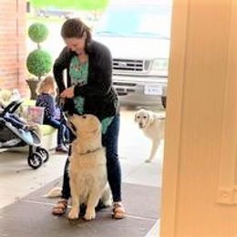 Golden Retriever Puppies from Light Hill Goldens
